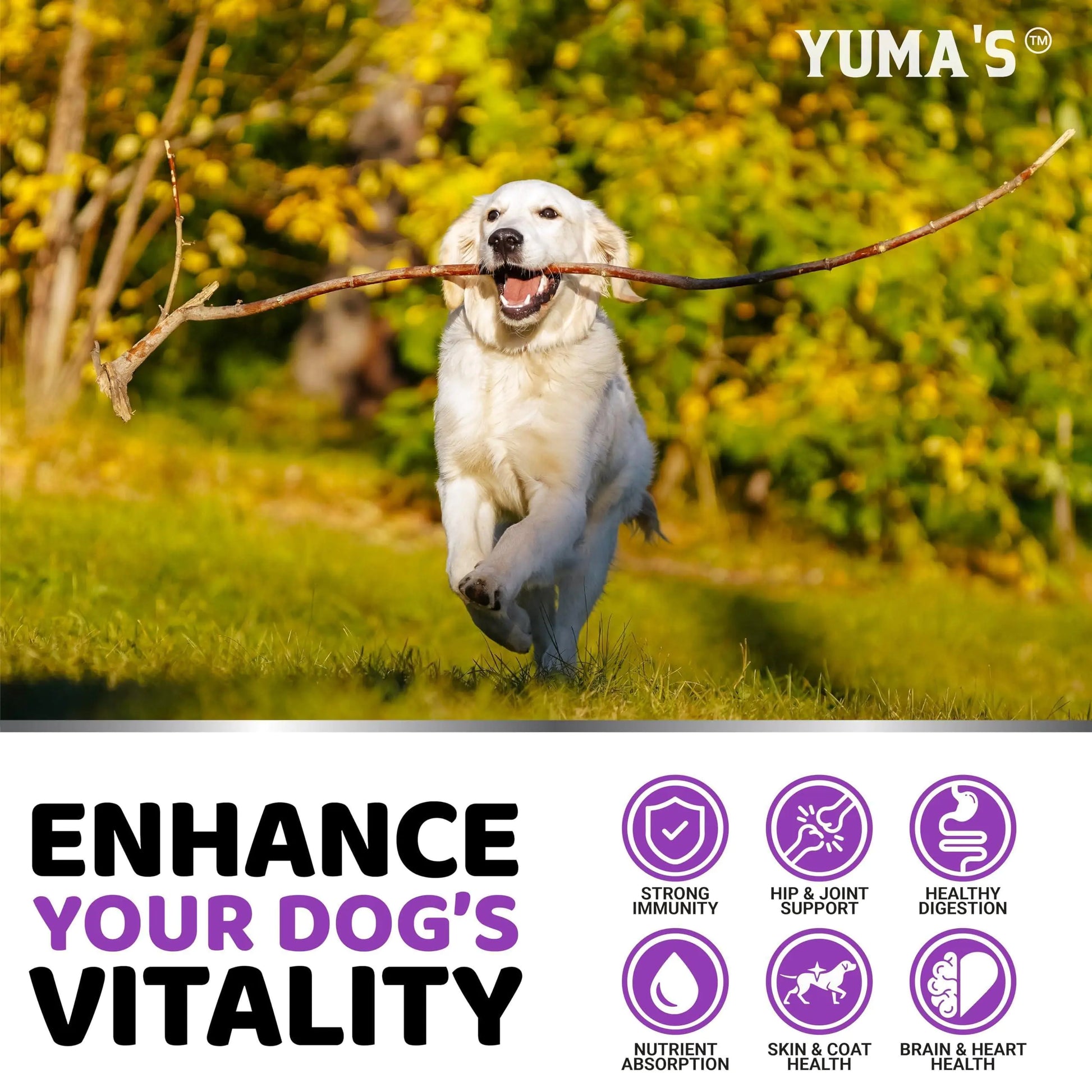 Dog multivitamin soft chews — chicken flavor