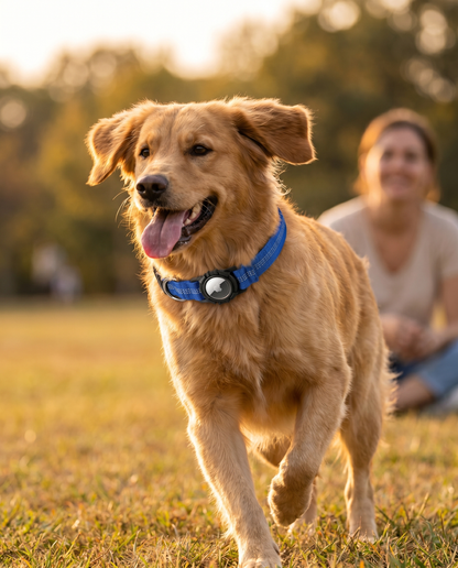 Golden retriever running joyfully off-leash at golden hour wearing the Joobello AirTag-compatible blue reflective dog collar